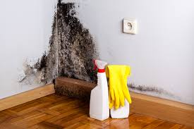 Best Basement Mold Removal  in Mayfield Heights, OH